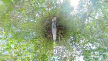 Berrak Gök Altında Yoğun Yeşillik Altında Doğa Yürüyüşü Konseptiyle çevrili Mangrove Ormanını Keşfeden Küçük Gezegen Görünümü