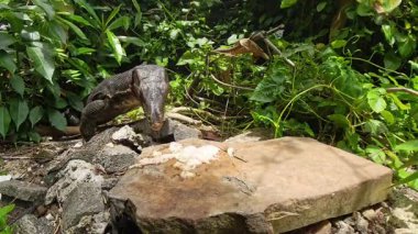 Kertenkele Dikkatlice Teftiş Taş Yüzeyde Karıncalar ile kaplı Çiğ Et Düşük Yerden Yakaladığı Yeşil Sebze Vahşi Yaşam Kavramından Yakalamıştır