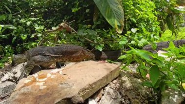 Baskın İzleyici Kertenkele Eti Saldırganca Kapıyor İkinci Kertenkele Ormanda Arka plandan İzlerken Düşük Açı Hayvan Yarışması Konseptinden Yakalandı