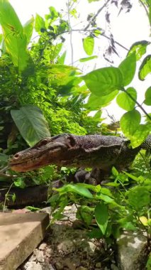 Dikey video. Geniş İzleyici Kertenkele Küçük Kertenkeleyi Yoğun Ormandaki Etten Geri çekilmeye Zorluyor Düşük Açı Hayvan Hiyerarşisi ve Hayatta Kalma Konseptinden Yakalanıyor