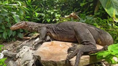 Geniş İzleyici Kertenkele, Düşük Açı Gücü ve Hakimiyet Konsepti 'nden Lush Jungle Closeup' ta Daha Küçük Rakiplere Hükmettikten Sonra Zaferde Ağzı Açtı