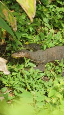 Dikey video. İzleyici Kertenkele, Yeşil Yapraklar Arasında Gıda Yüzleşmesi Saklandıktan sonra Derin Vejetaryen Geri Çekiliyor