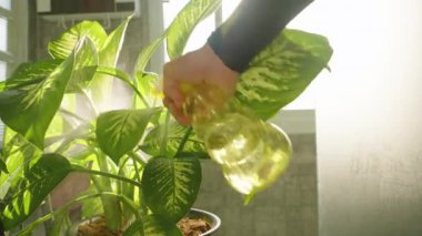 Kapalı Salon Bitkisine Sprey Suyu Parlak Güneş Işığında Sarı Şişe Yaprakları