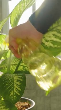 Dikey video. Kapalı Salon Bitkisine Sprey Suyu Parlak Güneş Işığında Sarı Şişe Yaprakları