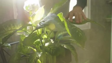 Parlak Güneş Işığında nazikçe tutarken Sprey Şişe ile Sprey Yaprağı