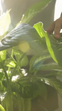 Dikey video. Parlak Güneş Işığında nazikçe tutarken Sprey Şişe ile Sprey Yaprağı