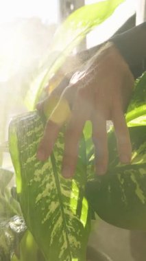 Dikey video. Su akıntısı Parlak Yeşil Salon Bitkisinin Parlak Işığı Yapraklarına Vuruyor