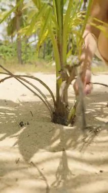 Dikey video. Kumlu bölgedeki küçük palmiye fidelerinin köklerinden kuru yaprakları çekmek için çömelmiş bir kadın, düşük açılı, yeniden ağaçlandırma konsepti