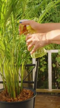 Dikey video. Kapalı alanda palmiye ağacını spreyleyen kişi, güneş batımında sarı sprey şişesiyle yan açıyı kullanır.