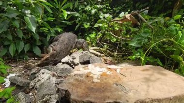 Kertenkele Gözlemcisi Düşük Açı Vahşi Yaşam Tepkisi ve Savunma Konseptinden Ele Alınan Yağ Ormanında Taşa Karşı Yüze Sürterek Kafasına Saldıran Karıncaları Kaldırmaya Çalışıyor