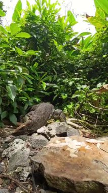Dikey video. Kertenkele Gözlemcisi Düşük Açı Vahşi Yaşam Tepkisi ve Savunma Konseptinden Ele Alınan Yağ Ormanında Taşa Karşı Yüze Sürterek Kafasına Saldıran Karıncaları Kaldırmaya Çalışıyor