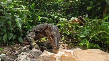 Ağızdan sarkan Çiğ Et Parçası ile Güvenle Duran Kertenkele İzleme Orman Bitkileri Düşük Açı Vahşi Yaşam Beslenme Kavramından Yakalandı