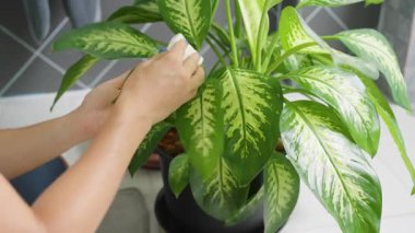 Eller İçerideki Canlı Yeşil Yaprağa Hafifçe Sürtünür Sünger Bulanık Arkaplan ile Yakın Çekim