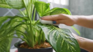 Yan Açı 'dan yumuşak bir süngerle Parlak Yeşil Ev Bitkisinin Tozunu Siliyorum