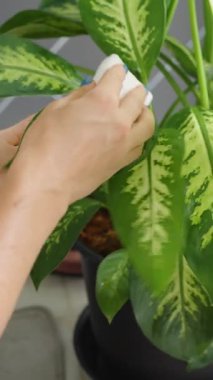 Dikey video. Eller İçerideki Canlı Yeşil Yaprağa Hafifçe Sürtünür Sünger Bulanık Arkaplan ile Yakın Çekim