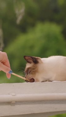 Dikey video. Kişi Tarafından Isırılan Kedi, Yeşil Orman Arkasında Beyaz Yüzey 'de Yavaş Hareket Edilirken
