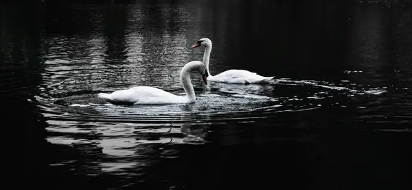 湖の白鳥 — ストック写真