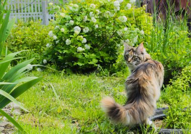 Bahçedeki Maine Rakunu