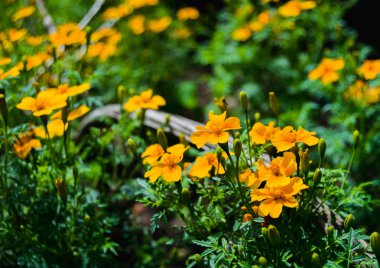Marigolds (tagetis) bir bahçede