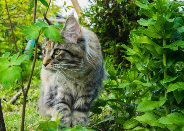 Maine Coon Jardim — Fotografia de Stock