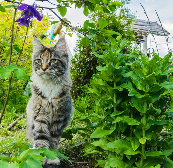 Maine Coon Ogrodzie — Zdjęcie stockowe