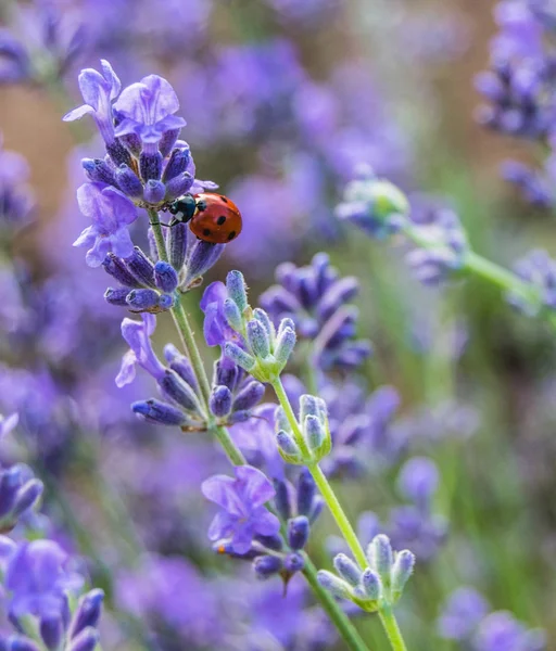Lady bug on lavender flowers
