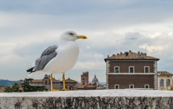 Seagull on the Rome background