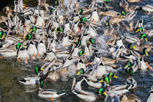 Una Multitud Patos Comiendo Bajo Agua —  Fotos de Stock