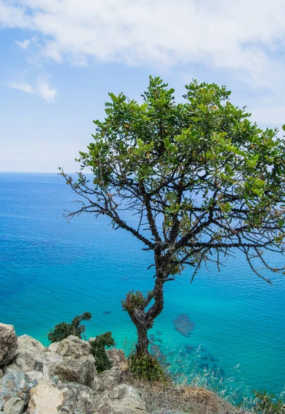 Akdeniz Yakın Bir Kayalıkta Ağaç — Stok fotoğraf