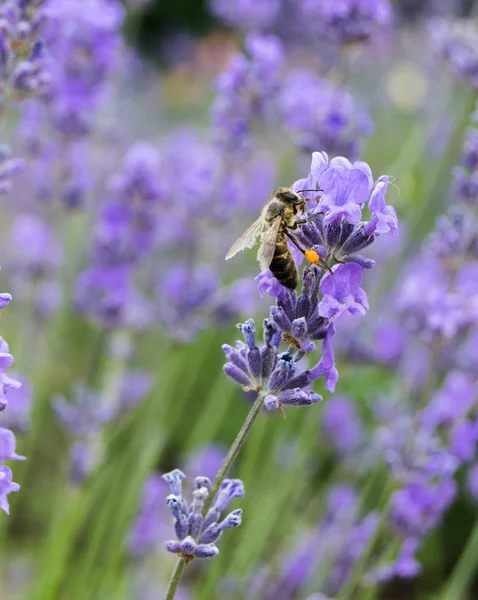 Bee on lavender flowers in summer day