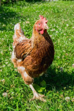 Güneşli bir günde çimenlikte kahverengi tavuk 