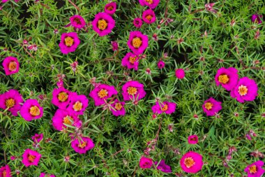 Bahçede parlak kırmızı portulaca (arka plan)