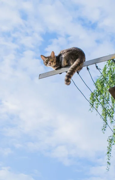 Kedi gökyüzüne karşı eski giysi kurutucu üzerinde oturan