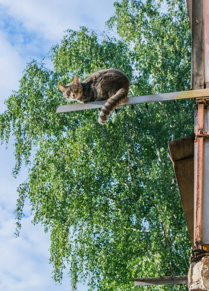 Cat sitting on the old clothes dryer against the sky