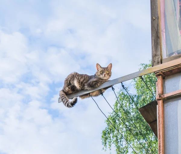 Chat Assis Sur Vieux Sèche Linge Contre Ciel — Photo