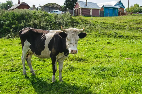 Cow in the village on green meadow background