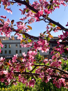 Sakura ağacı çiçek açtı.