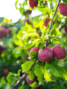 Bahçedeki bir dalda olgun erikler