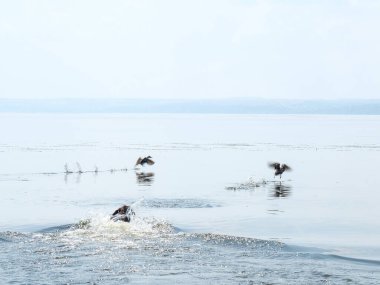 Yaz günü nehirde köpek avlayan ördekler.