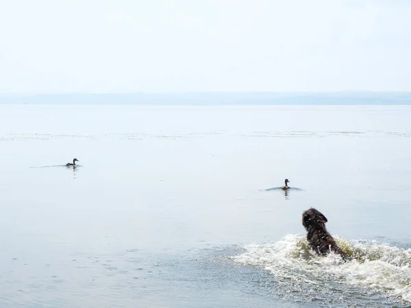 Hond jacht eenden in de rivier in de zomer dag — Stockfoto