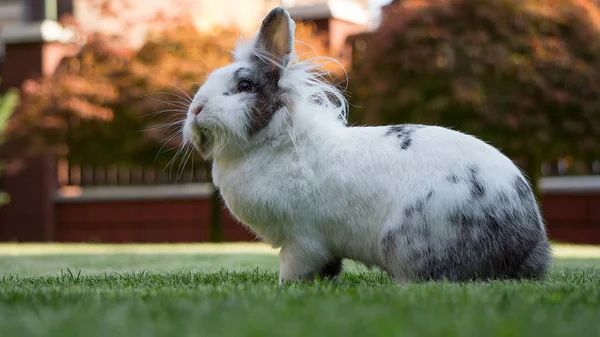 Белый Кролик Ест Саду Газоне — стоковое фото