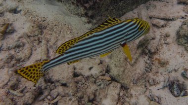 Balık ve mercan kayalığı su dünya Maldivler Hint Okyanusu üzerinde Meedhupparu adada altında