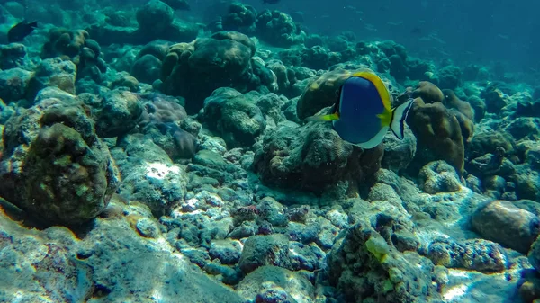 Кораловий Риф Мальдівах — стокове фото