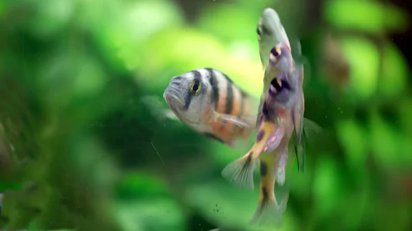 다채로운 물고기 수족관에서 — 스톡 사진
