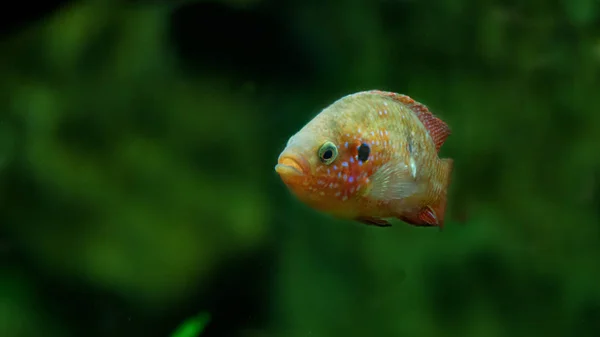 renkli tropikal balık akvaryum