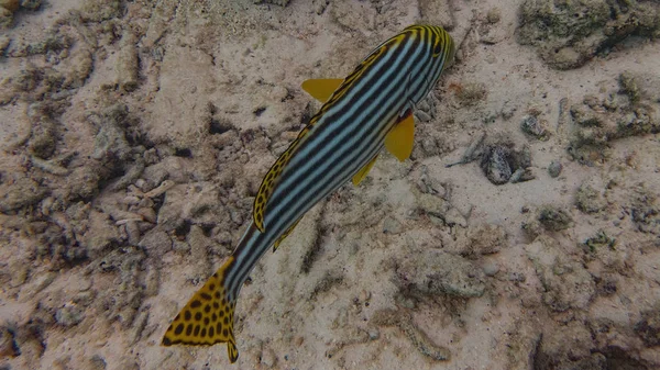 Риба Коралові Рифи Підводний Світ Унікальному Острові Мальдівах Індійському Океані — стокове фото