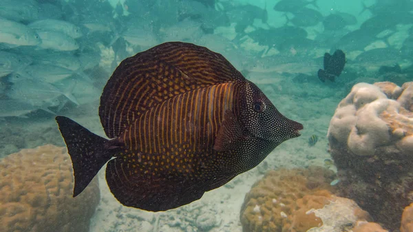 Balık ve mercan kayalığı su dünya Maldivler Hint Okyanusu üzerinde Meedhupparu adada altında