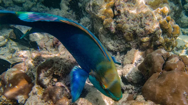 Papageifisch Korallenriff Unterwasserwelt Auf Insel Meedhupparu Auf Malediven Indischen Ozean — стокове фото