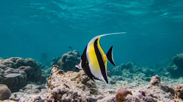 Balık ve mercan kayalığı su dünya Maldivler Hint Okyanusu üzerinde Meedhupparu adada altında