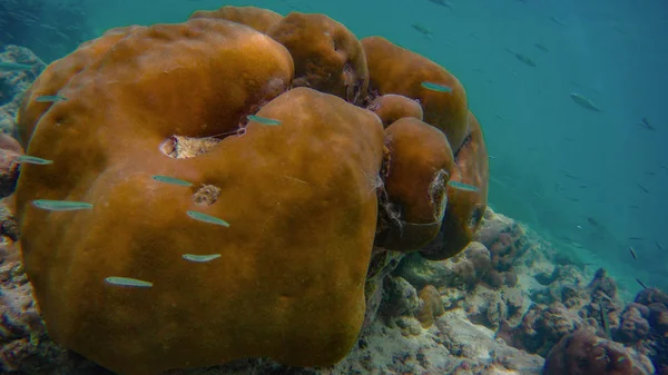Halak Korallzátonyok Víz Alatti Világ Maldív Szigetek Indiai Óceánon Meedhupparu — Stock Fotó